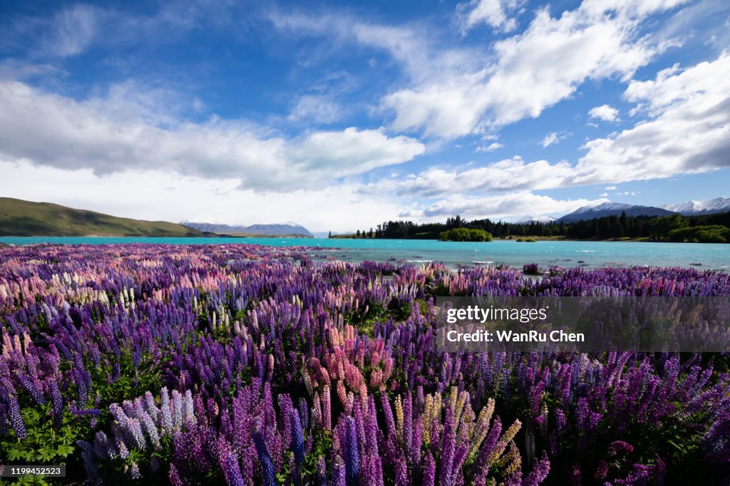 Landscape at Lake Tekapo and Lupin Field in New Zealand. Lupin field at lake Tekapo hit full bloom in December, summer season of New Zealand.