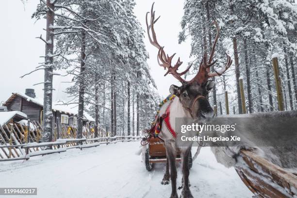 reindeer sledding in winter in santa claus village, rovaniemi, finland - christmas finland stock pictures, royalty-free photos & images