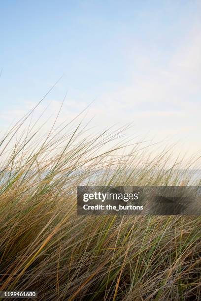 marram grass against sea and clear sky during sunset - reed grass family stock-fotos und bilder