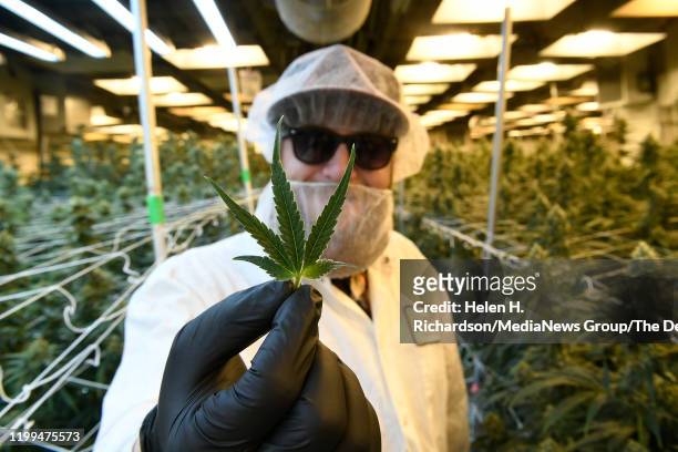 Michael McGraw, production manager, wearing protective clothing and hair and face netting, shows off the perfect leaf of a marijuana plant while he...