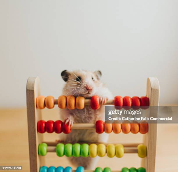 hamster and an abacus - abaco fotografías e imágenes de stock