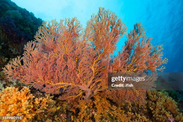 mopsella sp.gorgonian coral beauty, palau, micronesia - gorgonia sp stock pictures, royalty-free photos & images