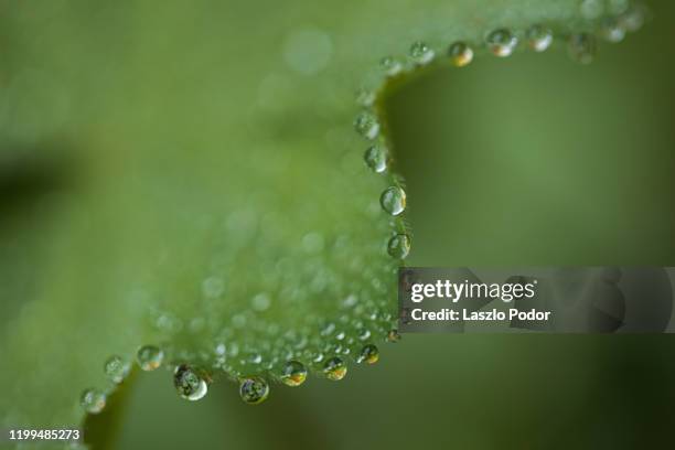 lady's mantle leaf - pie de león fotografías e imágenes de stock