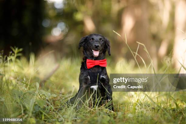 ritratto di cucciolo nero con papillon - papillon accessorio da portare al collo foto e immagini stock