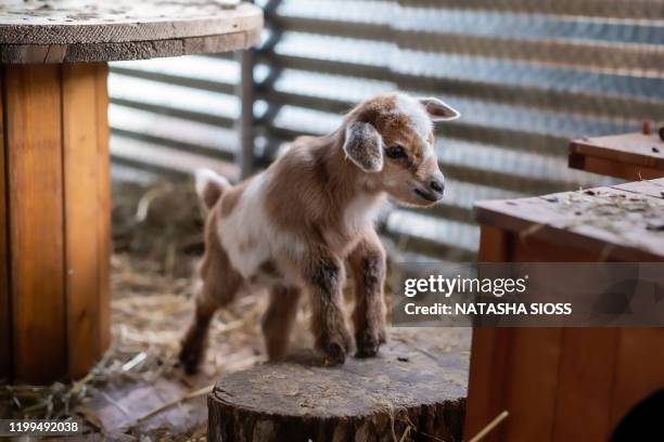 whole body view of a newborn baby goat in a pen - geitje stockfoto's en -beelden