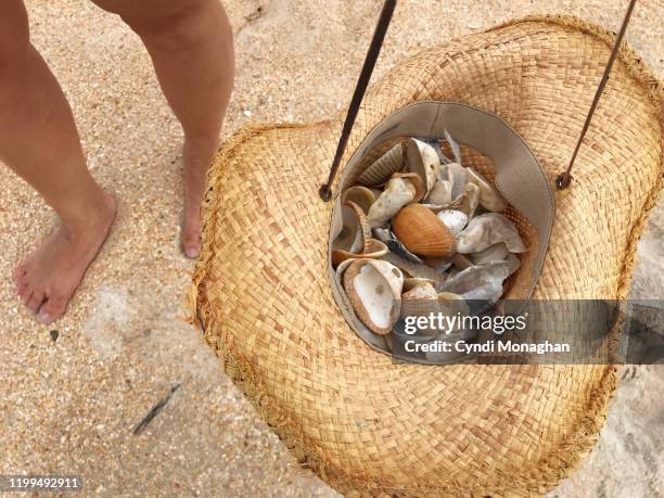 Carrying Shell 2,204 Shell Carrying Stock Photos, High-Res Pictures, and Images ...