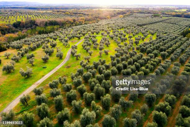 vista aérea do passeio entre oliveiras - azeitona preta - fotografias e filmes do acervo