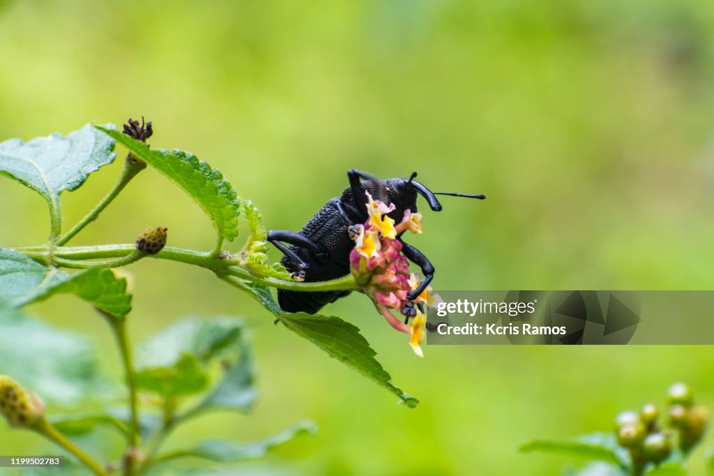 Curculionidae Also Known As Weevils Make Up A Large Family Of Beetles ...