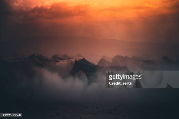mandria di cavalli selvaggi che corrono al galoppo nella polvere all'ora del tramonto - fauna selvatica foto e immagini stock