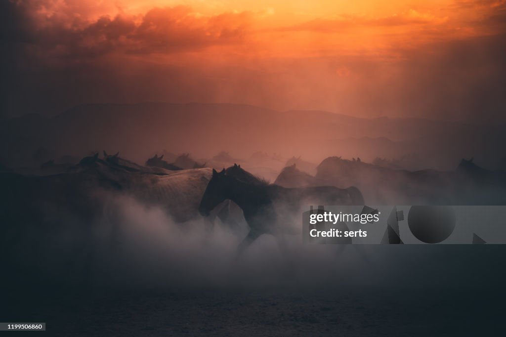 Herd of wild horses running gallop in dust at sunset time