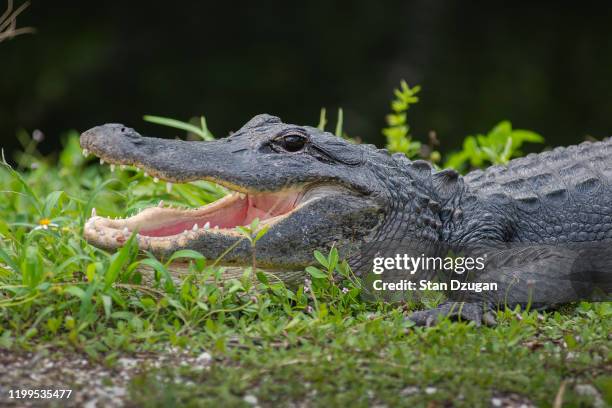 florida alligator in everglades national park big cypress - alligators stock pictures, royalty-free photos & images