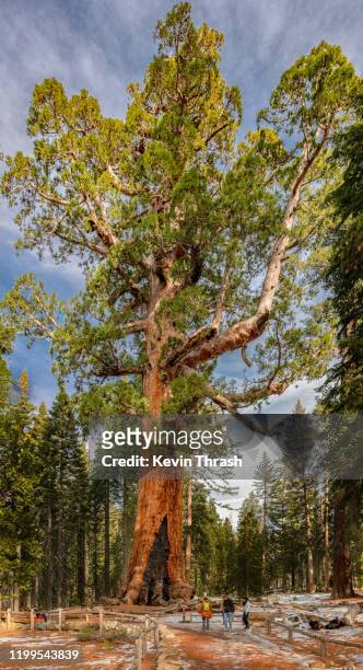 mariposa grove grizzly giant in yosemite national park - mariposa stock pictures, royalty-free photos & images
