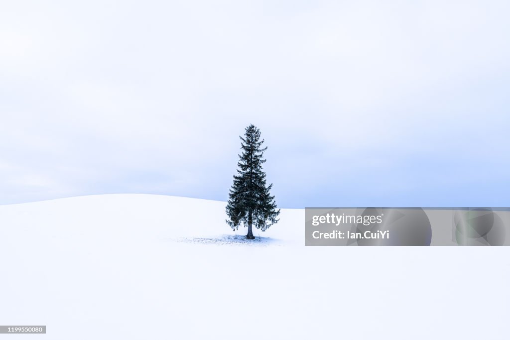 Lone Christmas tree in Bibaushi, Biei, Kamikawa District, Hokkaido, Japan