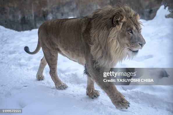 JAPAN-ANIMAL-LION JAPAN-ANIMAL-LION