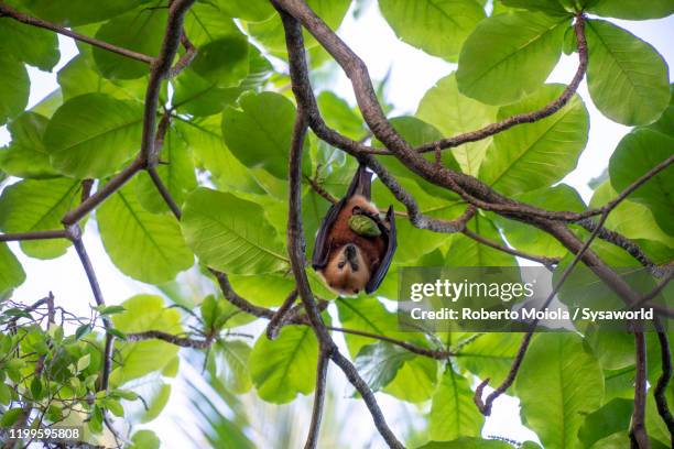 mauritian greater mascarene flying fox (mauritius fruit bat) - flying fox ストックフォトと画像