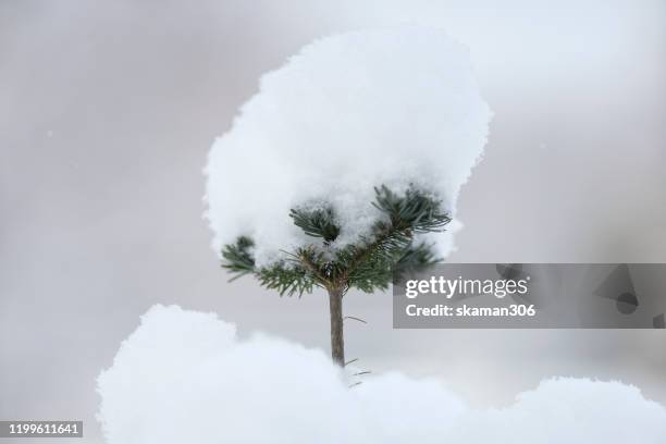 beautiful snowflake and snow cover the trees and landscape winter season at niseko hokkaido japan - kimono winter stock pictures, royalty-free photos & images