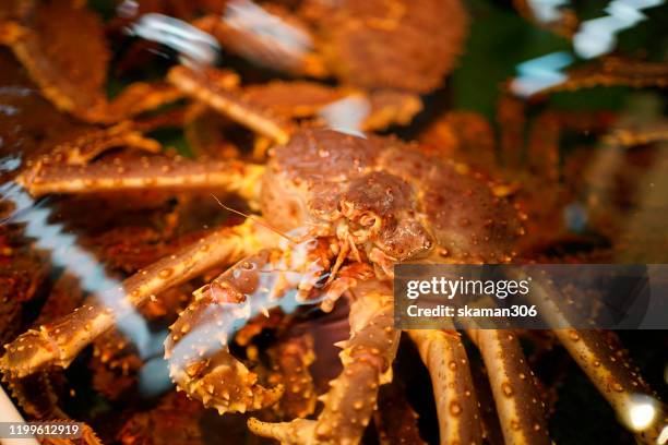 Japanese Crab Spider Photos and Premium High Res Pictures - Getty Images