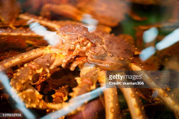 close up japanese king crab for sell in fish market at  hokkaido japan 26 dec 2019 - alaskan king crab foto e immagini stock