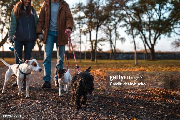 couple walking with three dogs - walking the dog stock pictures, royalty-free photos & images