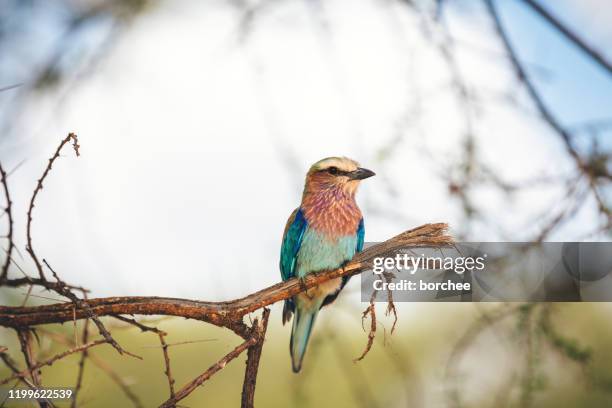 färgglada fågeln i tarangire nationalpark - lilabröstad blåkråka bildbanksfoton och bilder