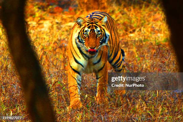 Tigress Sultana is seen during a Jungle safari at the Ranthambore National Park in Sawai Madhopur district, Rajasthan, India on February 9, 2020.