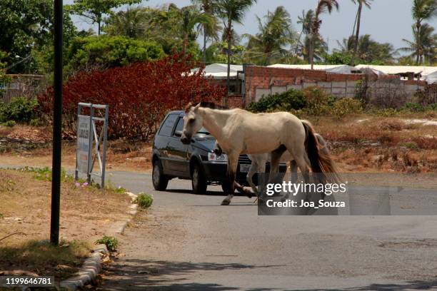 animal en el carril del coche en salvador - accidente de tráfico fotografías e imágenes de stock