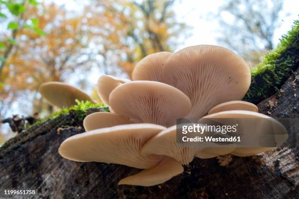 germany, bavaria, oyster mushrooms on deadwood at gramschatzer wald in autumn - schwindling stock-fotos und bilder