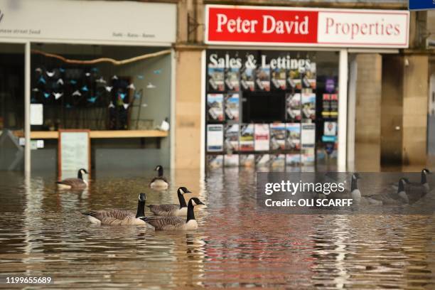 Geese take advantage of the conditions as floodwater fills the streets of Hebden Bridge, northern England, on February 9 as Storm Ciara swept over...