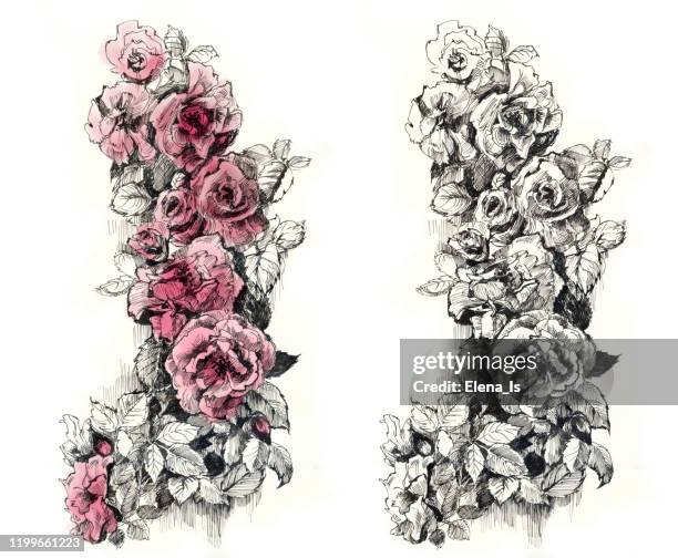 776点のclimbing Roseのストックフォト Getty Images