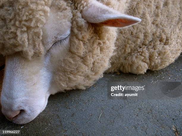 sleeping sheep - sleep sheep stock pictures, royalty-free photos & images