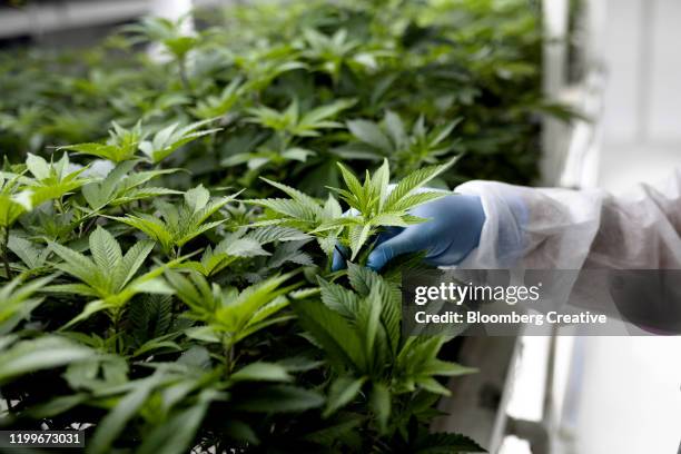 cannabis plants - cannabis business stock pictures, royalty-free photos & images