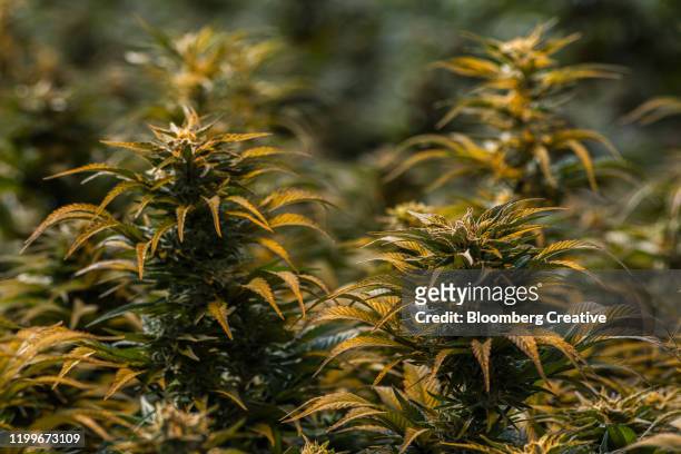 commercial growth of cannabis - maseru stock pictures, royalty-free photos & images