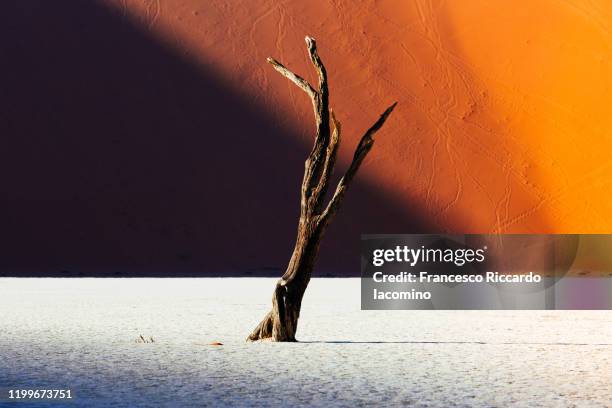 namib desert, deadvlei at sossusvlei sand dunes, namibia, africa. lonely dead acacia tree against sand - kameldornakazie stock-fotos und bilder