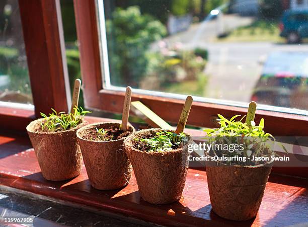 growing plants - peitoril de janela imagens e fotografias de stock