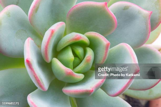 moonglow graptoveria succulent - echeveria stock pictures, royalty-free photos & images