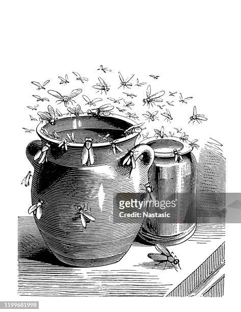 stockillustraties, clipart, cartoons en iconen met bijen rond honing pot - insect eating