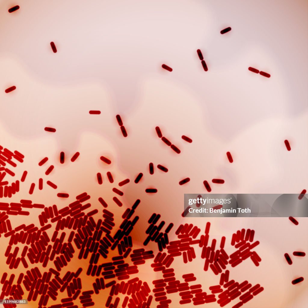 Bacteria under microscope