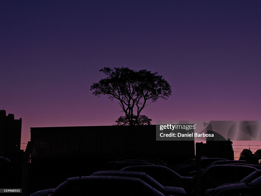 Purple Silhouette