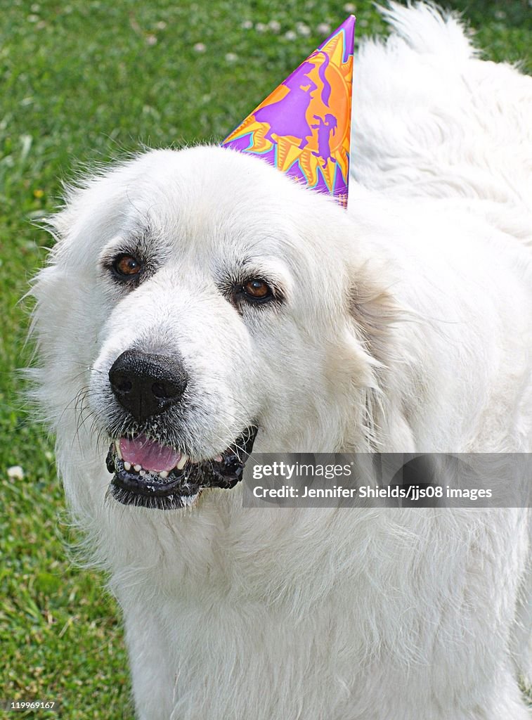 Funny white dog