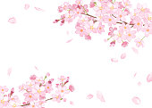 Spring flowers: cherry blossom and falling petals frame watercolor illustration trace vector