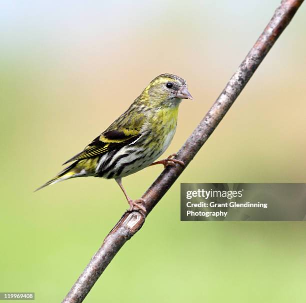 siskin - grant glendinning stock-fotos und bilder