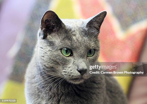 russian blue cat - grüne augen stock-fotos und bilder