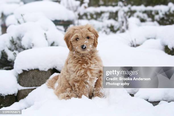 cute mini goldendoodle puppy with snow on it's face - goldendoodle stock pictures, royalty-free photos & images