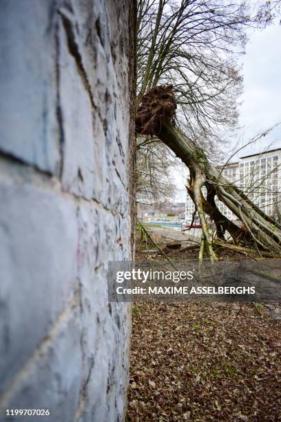 Picture regarding the Belga article "Un arbre s'effonde sur le halage du bord de Sambre a Namur", distributed today, in NAMUR. BEST QUALITY AVAILABLE...