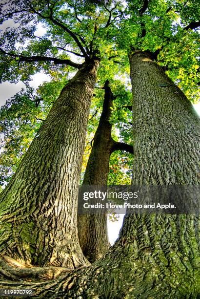 Three Dee Tree 120,913 3 Trees Stock Photos, High-Res Pictures, and Images - Getty Images