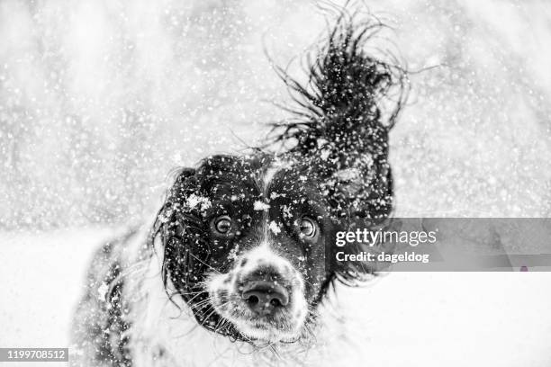 schwarz-weiß springer spaniel hund im schnee - funny snow stock-fotos und bilder