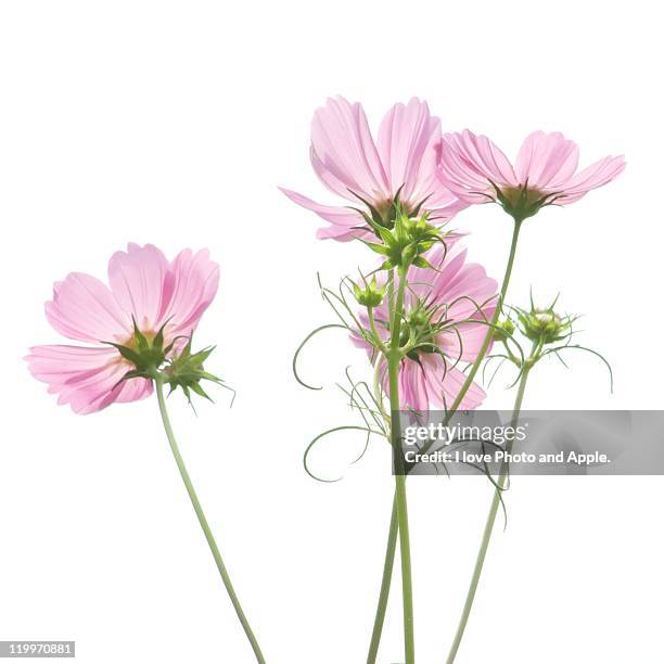 autumn arrival - cosmos flower fotografías e imágenes de stock