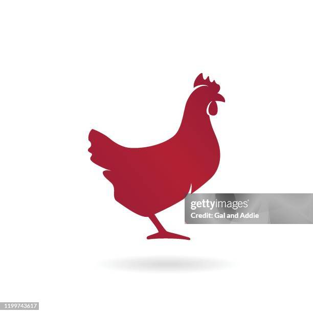 hen - poultry stock illustrations