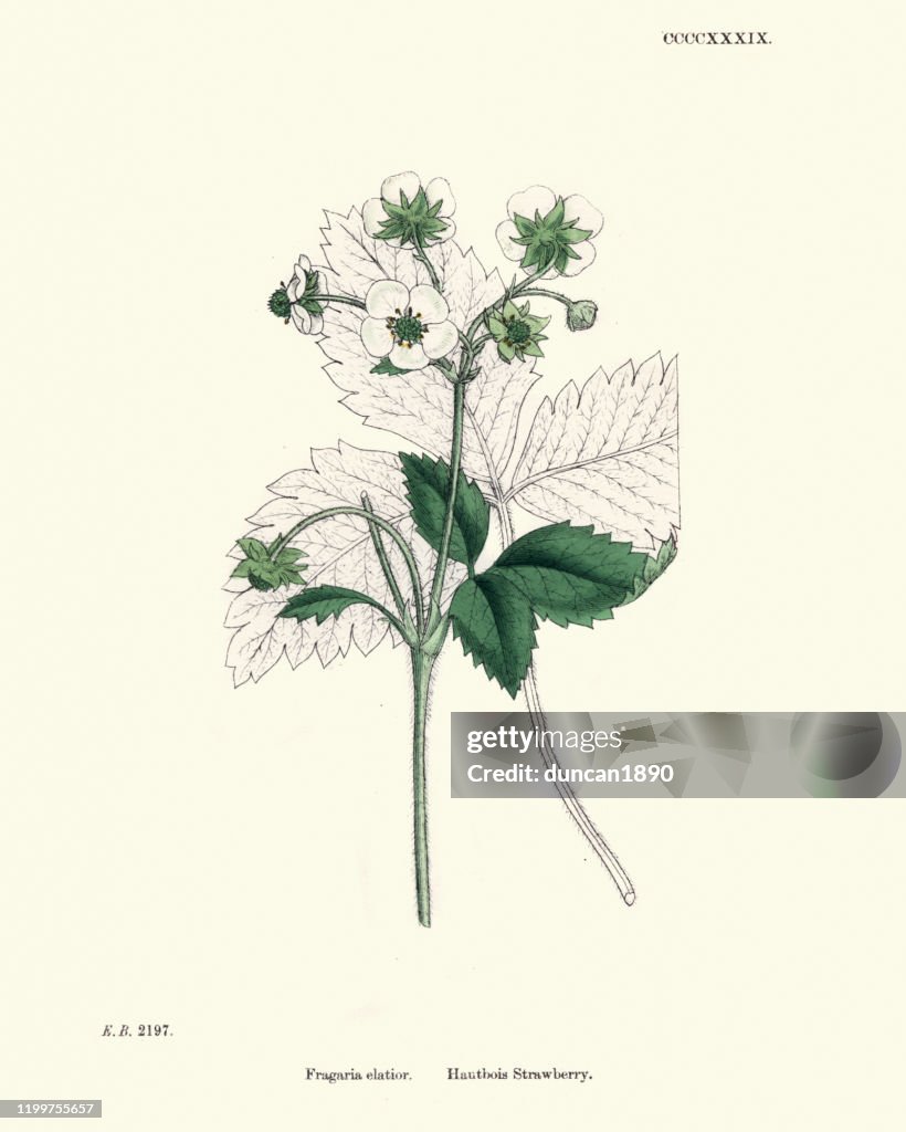 Botany, Foral print, musk strawberry or strawberry oboe