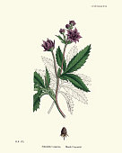 Natural History, Botany, Foral print, Comarum palustre, marsh cinquefoil
